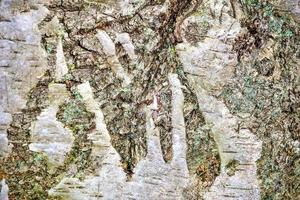 primo piano su una trama di corteccia di albero molto dettagliata in alta risoluzione. foto