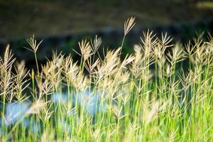 fiore erba con luce del sole foto