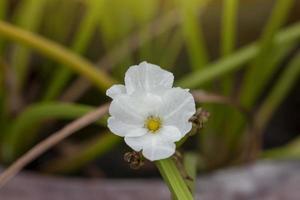 bianca burhead o Texas fango bambino fioritura nel pentola con luce del sole su sfocatura natura sfondo. foto