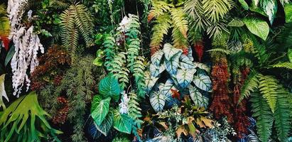 felce, rosso fiore e verde le foglie sfondo. pianta crescita o natura sfondo. ornamentale albero per decorazione. bellissimo naturale concetto foto