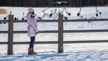 viaggiatore asiatico donna a in viaggio a giapponese rosso incoronato gru azienda agricola nel inverno, Giappone. foto