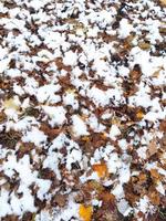 il primo neve su caduto le foglie nel il parco nel in ritardo autunno o presto inverno. un' scena di inverno o in ritardo autunno, bellissimo natura. il primo nevicata nel un' luminosa colorato città parco nel autunno. foto