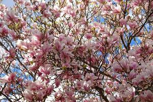 rosa magnolia mini cuffie, non aperto fiori. fioritura alberi nel presto primavera foto