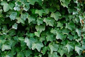 verde edera le foglie su il parete. strutturato sfondo di le foglie. verde pianta parete struttura per fondale design e eco parete e fustellato per opera d'arte. un' lotto di le foglie. foto