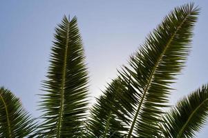 il cime di il tronchi di bellissimo tropicale esotico palma alberi con grande verde le foglie contro il blu cielo foto