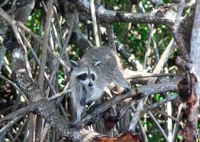 procione arrampicata nel Florida Everglades spazzola foto