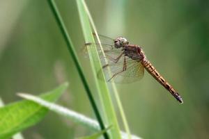 vicino su libellula con bokeh sfocato sfondo. selettivo e morbido messa a fuoco. macro fotografia foto