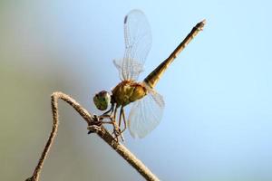 vicino su libellula con bokeh sfocato sfondo. selettivo e morbido messa a fuoco. macro fotografia foto