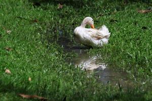 un' bianca anatra su il verde erba campo foto