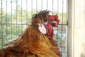 un' Gallo nel il gabbia foto