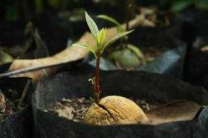 avvicinamento spara crescere a partire dal avocado semi nel polisacchi. foto