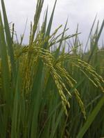 riso pianta nel riso campo con verde sfondo. foto