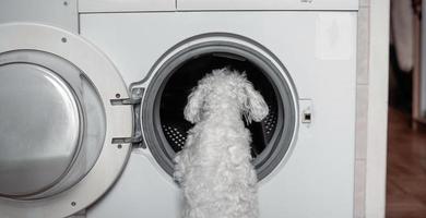 carino poco bianca cane guardare nel per lavaggio macchina. foto