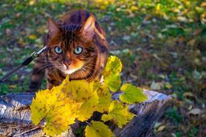 giovane bellissimo Bengala gatto su un autunno camminare tra il giallo autunno fogliame foto