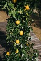 nozze arco è decorato con verde le foglie e limoni. foto