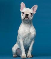 cucciolo bulldog francese, cinque mesi, seduto, sfondo blu