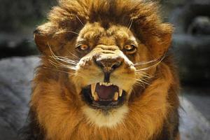 bello leone aggressivo maschio arrabbiato e ruggito foto