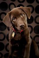 adorabile cucciolo di laboratorio di cioccolato guardando con curiosità la fotocamera