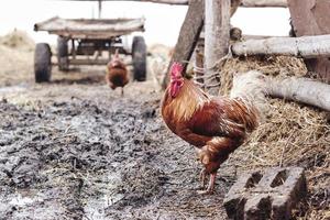 colorato Gallo foraggiamento per cibo vicino il bio azienda agricola, Immagine prese su un' in ritardo autunno giorno foto