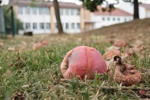 caduto marcio mele su il terra nel un frutteto foto