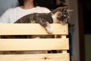 divertente, curioso gatto sta nel un' di legno scatola tenuto di un' donna. concetto di Giochi con animali domestici. proprietario è divertente il suo adorato animale. foto