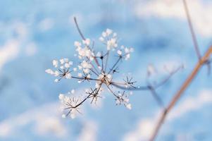 inverno blu sfondo con asciutto pianta coperto con brina e neve, selettivo messa a fuoco astratto foto