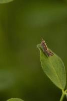 un insetto in piedi su un trifoglio verde foto