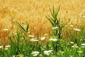 fiori di campo vicino al campo di orzo marrone foto