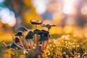 astratto natura avvicinamento. piccolo funghi, tramonto autunno foresta sfondo macro natura. sfocato caldo fogliame. arancia giallo toni. astratto all'aperto parco impianti foto