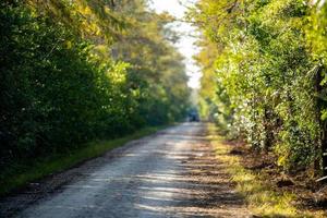 strada sterrata nel bosco foto