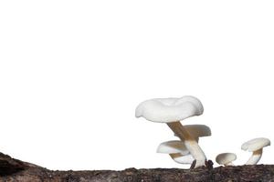 gruppo di funghi su un albero su sfondo bianco foto