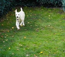 corto rivestito britisch labrador cane da riporto 4 mese vecchio foto