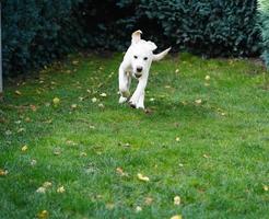 corto rivestito britisch labrador cane da riporto 4 mese vecchio foto