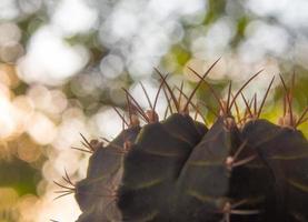 specie di cactus gymnocalycium su sfondo bokeh foto