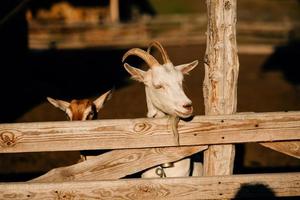 curioso capra nel di legno recinto per bestiame guardare a il telecamera foto