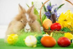 Pasqua coniglietto Visualizza foto