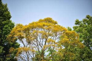 giallo foglia su albero autunno quercia e verde albero in giro nel il foresta colore modificare le foglie foto