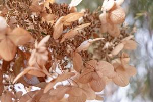 asciutto hortensia nel il giardino coperto con brina vicino su gelido ortensia o hortensia fiore foto