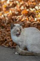 su terra gatto ha cibo e è guardare inoltrare per foto