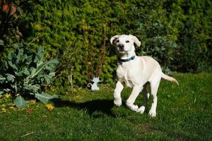 corto rivestito britisch labrador cane da riporto 4 mese vecchio foto