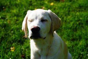 corto rivestito britisch labrador cane da riporto 4 mese vecchio foto