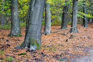 autunno colori nel il olandese foresta, noorderheide, elspeet, il Olanda. foto