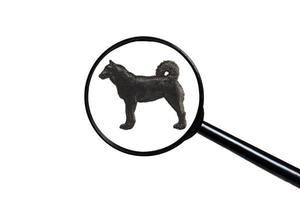 laika cane, silhouette di cane su bianca sfondo, Visualizza attraverso un' ingrandimento bicchiere foto