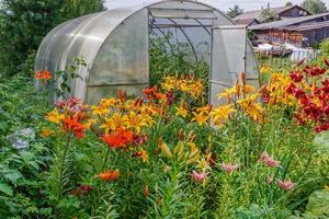 serra con pomodori, alstroemeria dolce Laura, giallo fiori nel il giardino foto