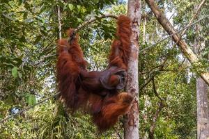 orangutan femmina sospeso su un' ramo, Borneo, Malaysia foto