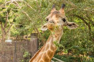 vicino su ritratto di un' carino giraffa, giraffa, singolo giraffa ritratto foto