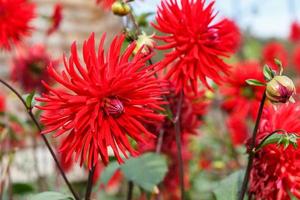 bellissimo rosso dalia foto