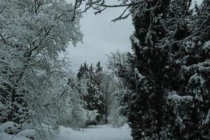 alberi innevati foto