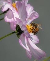 macro di un' miele ape api mellifera su un' rosa cosmo fiorire con sfocato sfondo pesticida gratuito ambientale protezione Salva il api biodiversità concetto foto