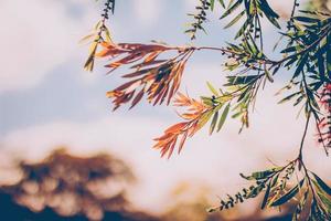 ramo di un albero arancione e verde foto